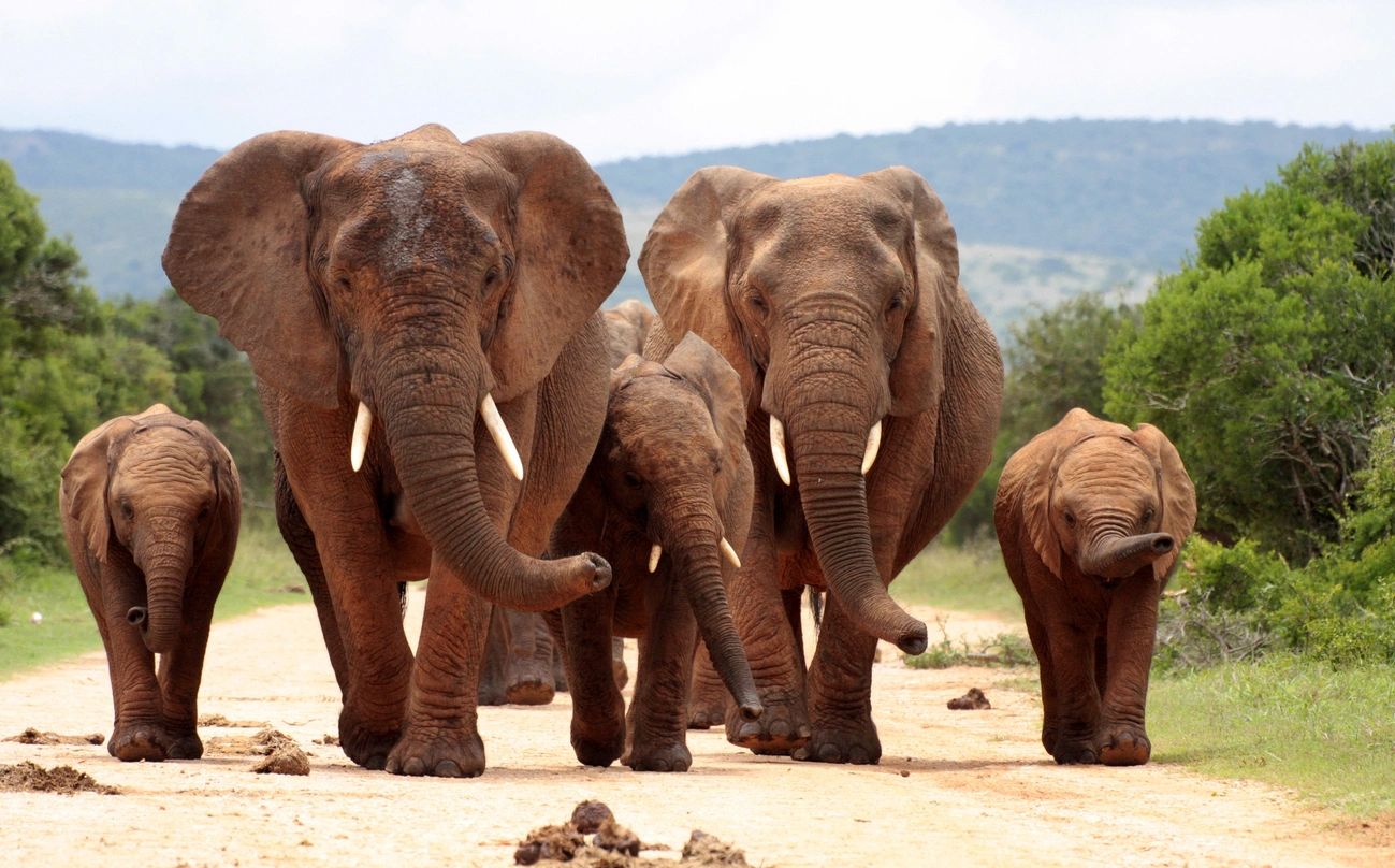 A herd of elephants walking across the road.