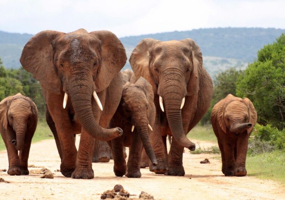 A herd of elephants walking across the road.